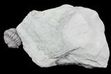 Wide, Enrolled Flexicalymene Trilobite - Ohio #76364-1